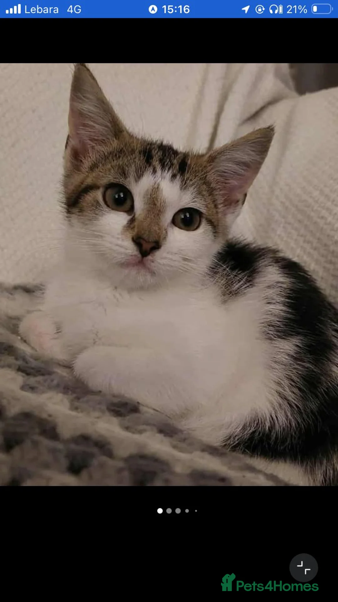 Mixed Breed cats for sale: Stunning Bengal Ragdoll kittens ready to go - Advert 3