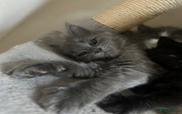 Ragdoll cats for sale: Reserved - Image 2