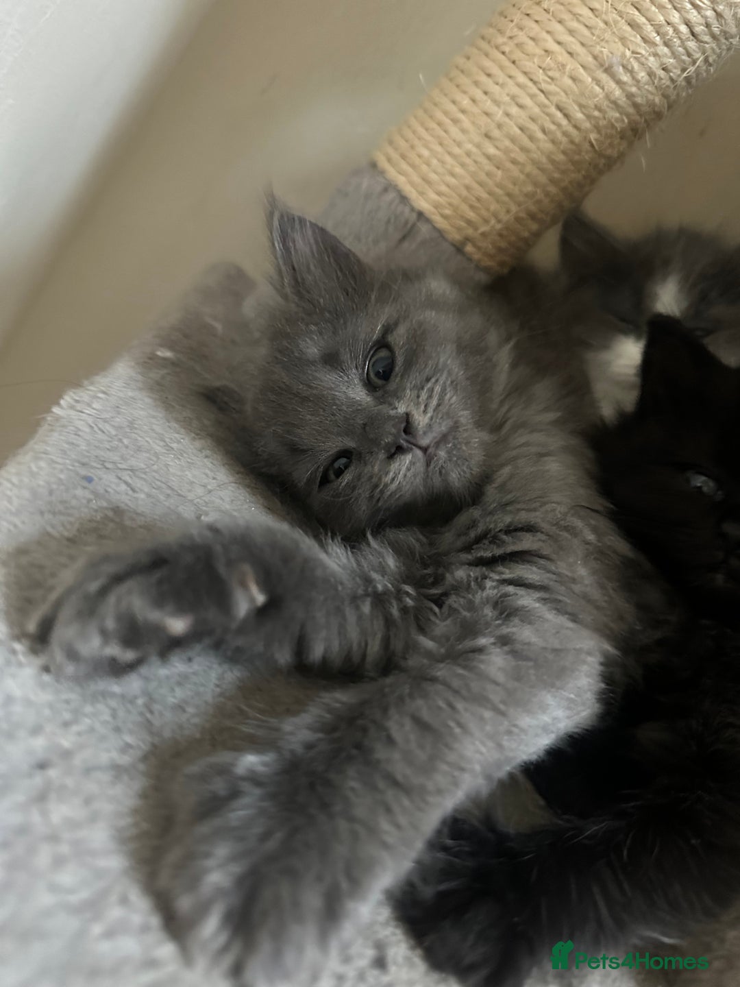 Ragdoll cats for sale: Reserved - Image 2