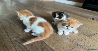 Mixed Breed cats - Advert 4