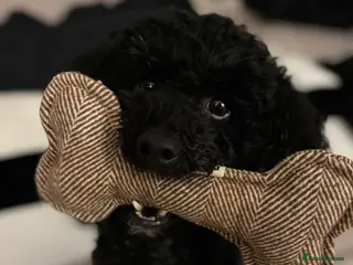 Toy Poodle dogs Toy Poodle For Rehoming (5yo Male) - Advert 1