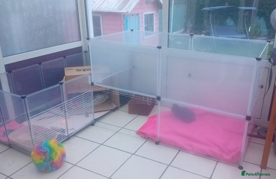 Mixed Breed rabbits for sale: Lovely bunny needs lovely home - Image 4