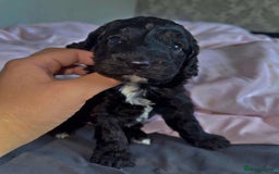 Cockapoo dogs for sale: F2 cockapoo puppies  - Image 1