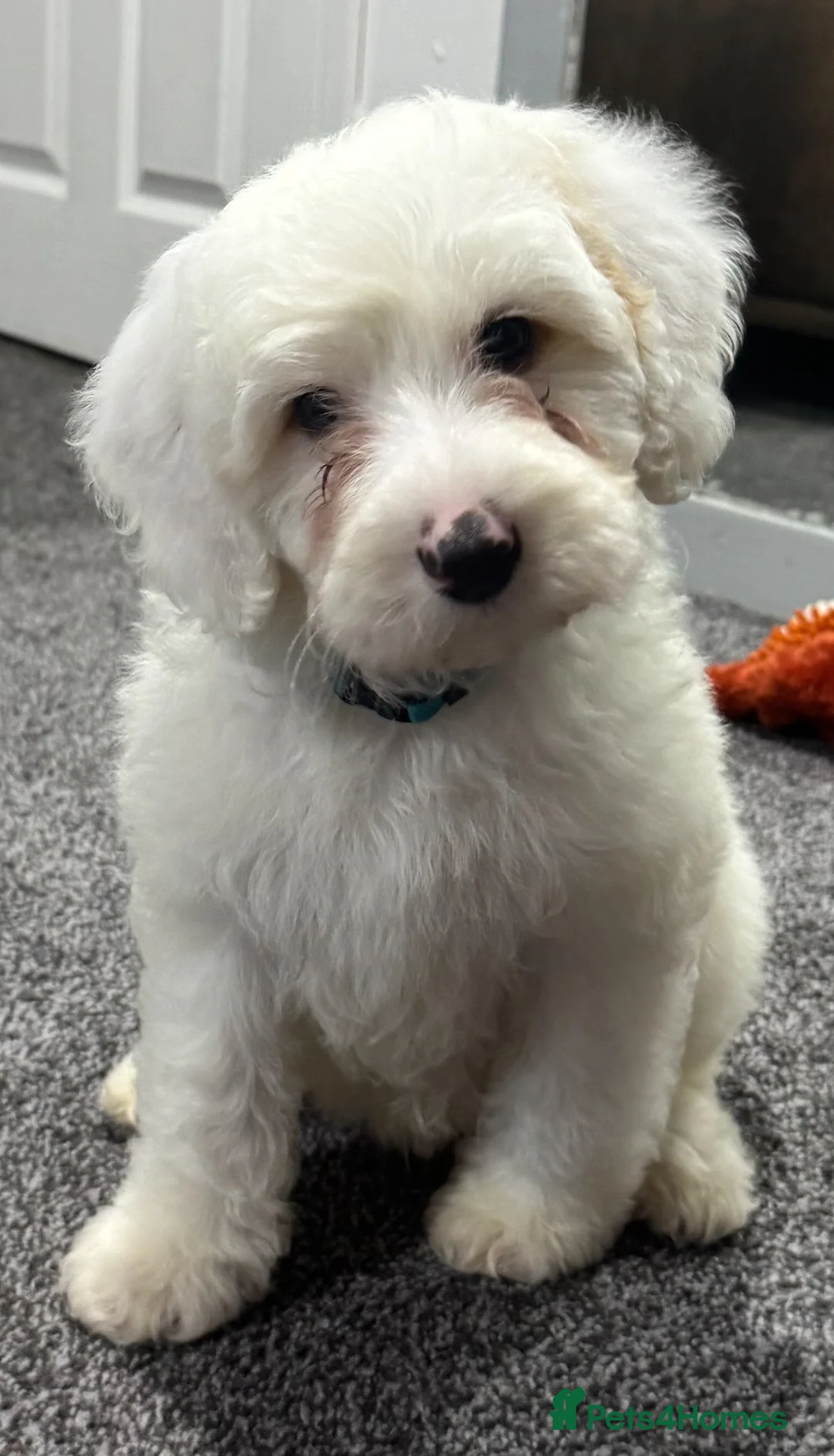 Australian Labradoodle dogs for sale: Multi-Gen Australian Labradoodle Puppies - Advert 21