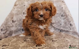 Cavapoo dogs for sale: Beautiful Cavapoo puppies! - Image 7