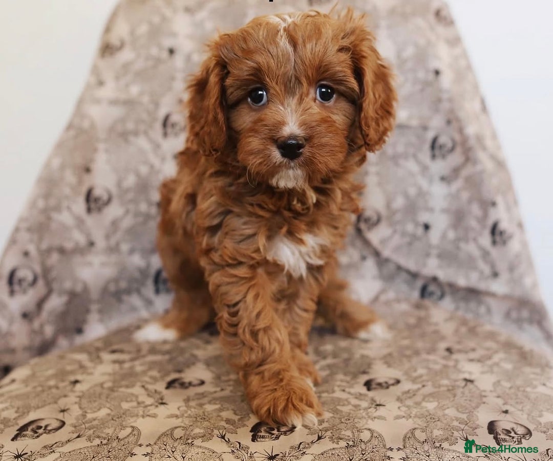Cavapoo dogs for sale: Beautiful Cavapoo puppies! - Image 7