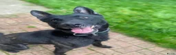 Belgian Shepherd Dog dogs for sale: Dutch Herder puppies in Bargoed - Advert 3