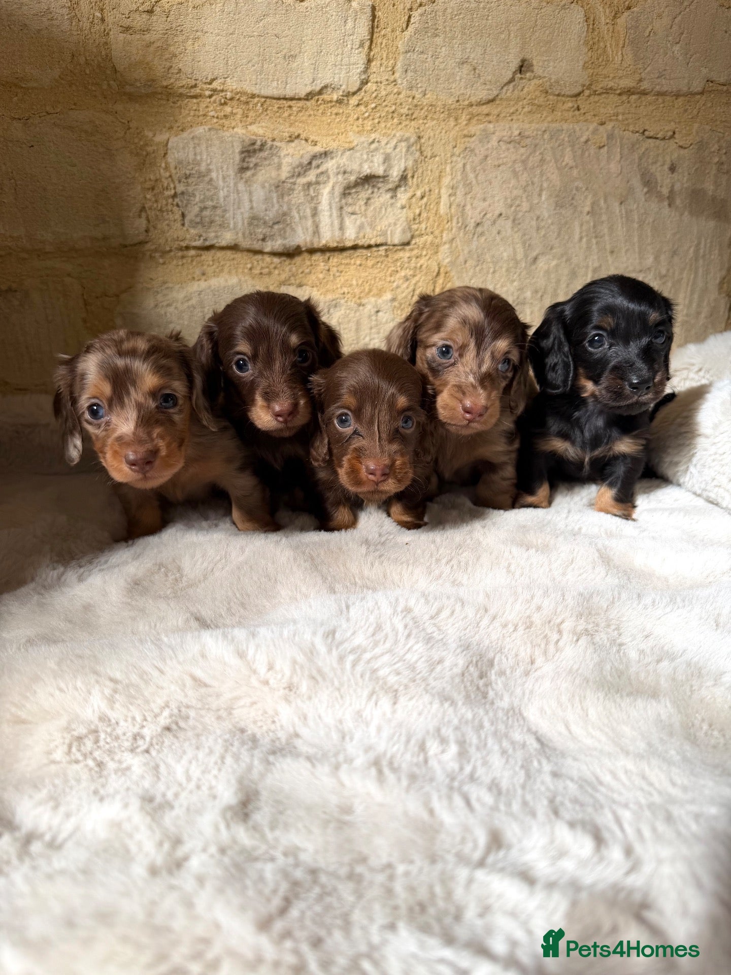 Miniature Dachshund dogs KC miniature long haired dachshund puppies  - Advert 19