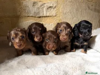 Miniature Dachshund dogs KC miniature long haired dachshund puppies - Advert 1