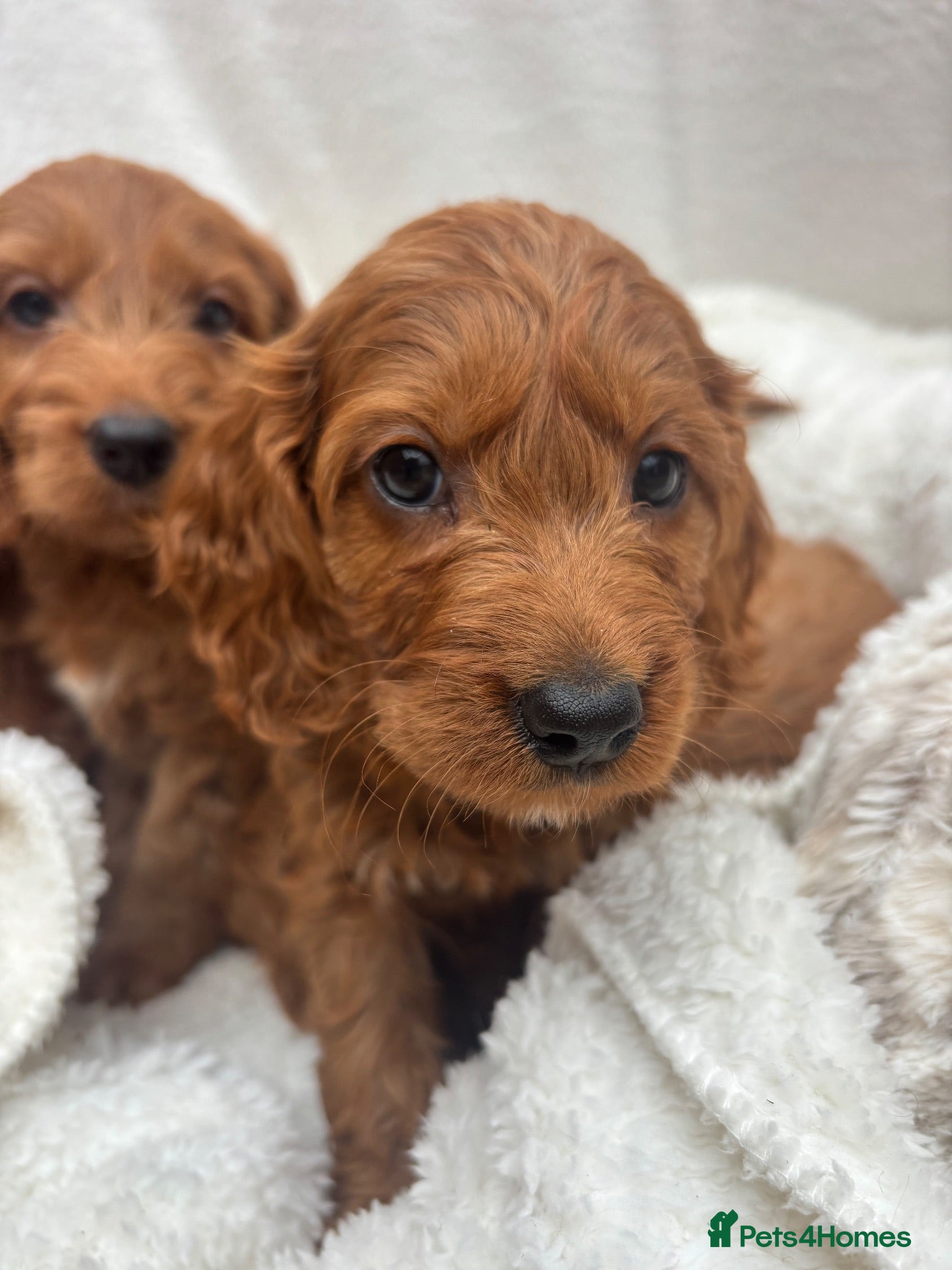 Cavapoo dogs Cavapoo puppies - Advert 1