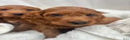 Cavapoo dogs for sale: Cavapoo puppies - Advert 22