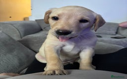 Labrador Retriever dogs for sale: 7 beautiful red fox Labrador puppies for sale.  - Image 20