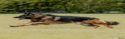 German Shepherd dogs for sale: 2 healthy straight back KC registered male GSP's  - Advert 13