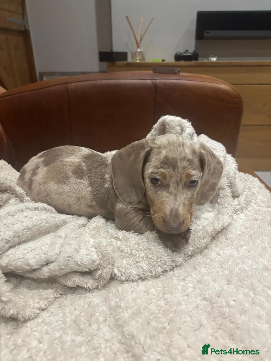 Miniature Dachshund dogs for sale: Miniature Dachsunds  - Advert 9