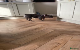 French Bulldog dogs for sale: Bella  - Image 11