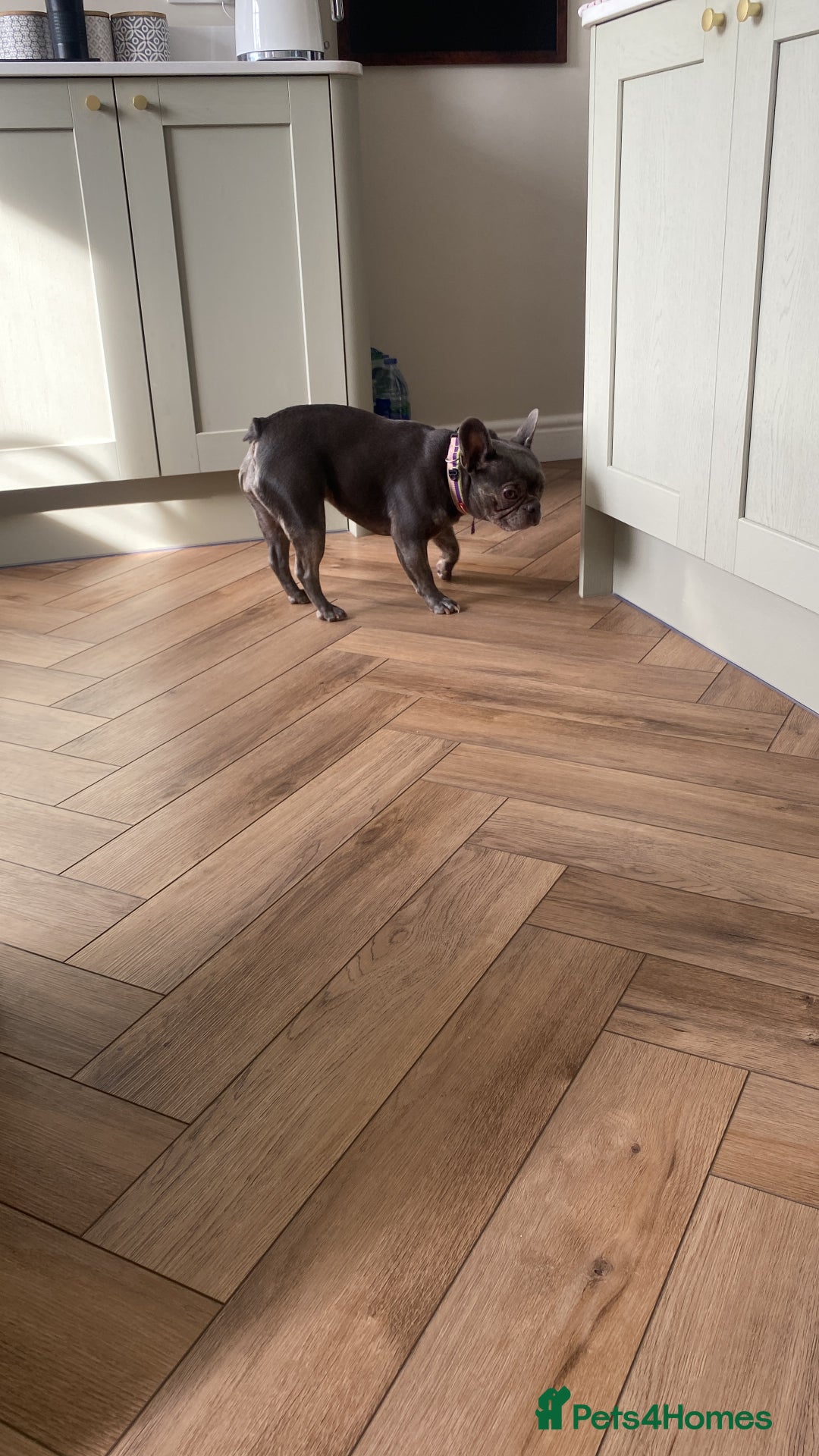 French Bulldog dogs for sale: Bella  - Image 11