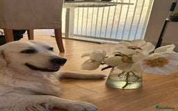 Golden Retriever dogs for stud: Looking for a Female Golden Retriever 🐾 - Image 9