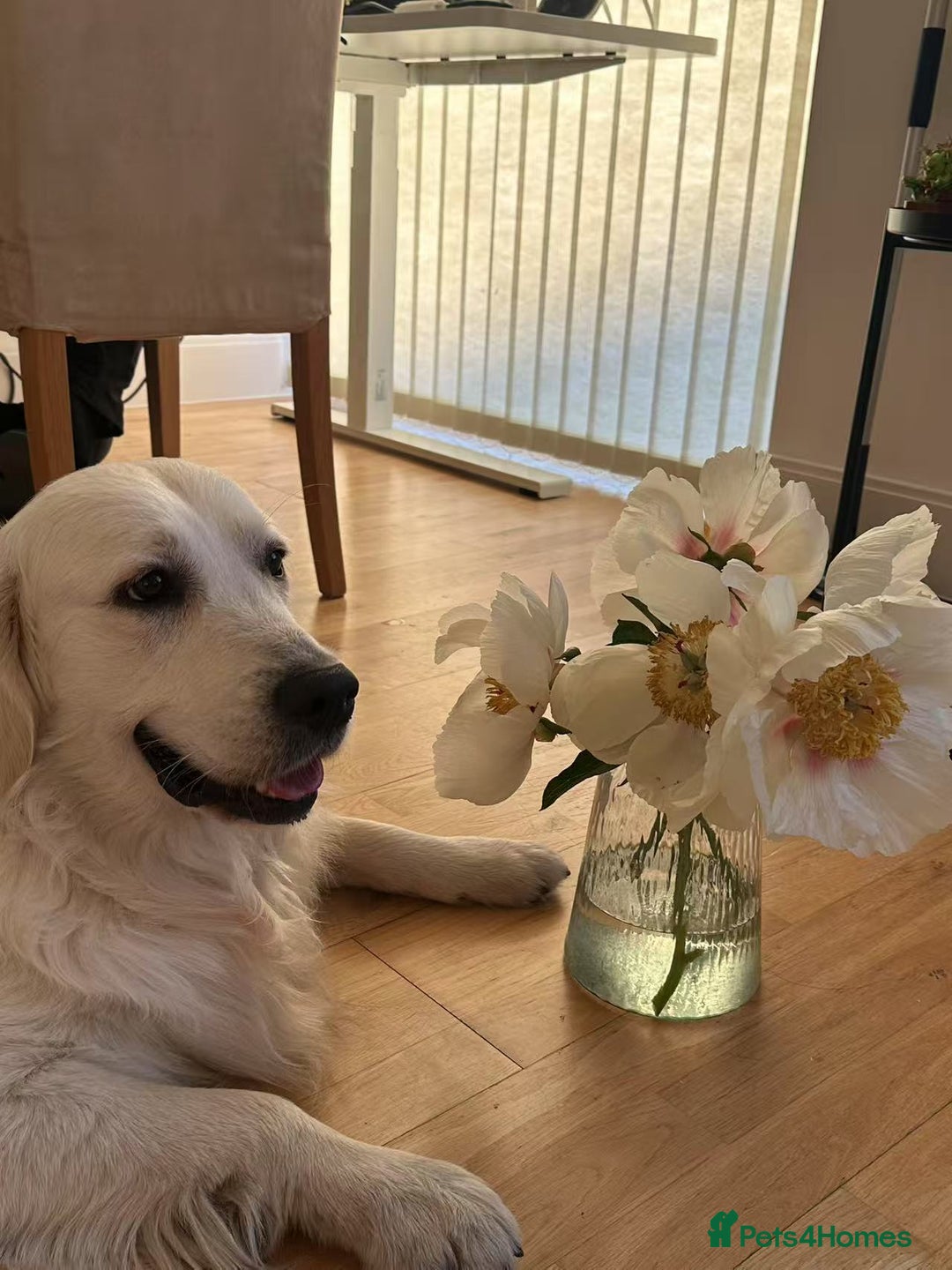 Golden Retriever dogs for stud: Looking for a Female Golden Retriever 🐾 - Image 9