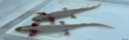 Axolotl reptiles for sale: Leucistic Axolotls - Males and Females - Advert 2