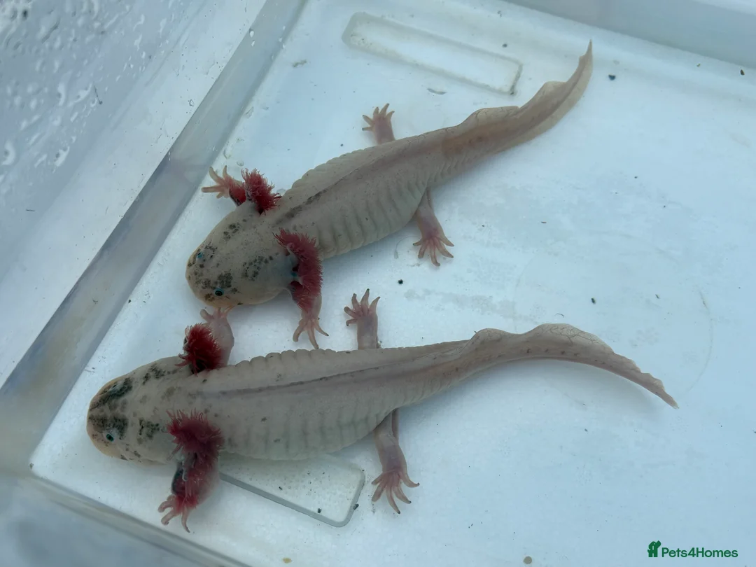 Axolotl reptiles for sale: Leucistic Axolotls - Males and Females - Advert 2