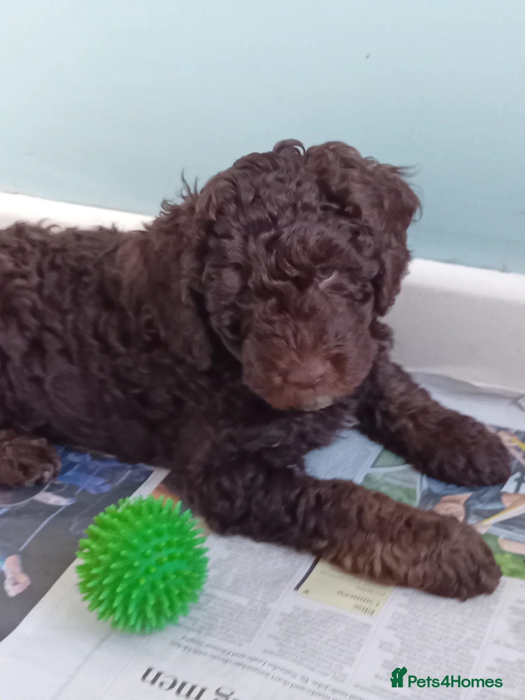 Mini Goldendoodle dogs for sale: Gorgeous Miniature Double Doodle puppies  - Advert 5