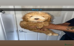 Cockapoo dogs for sale: cockapoo pups - Image 9