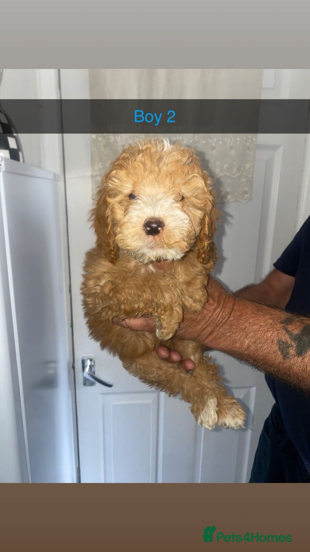 Cockapoo dogs for sale: cockapoo pups - Image 9