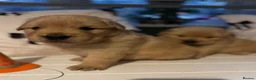 Golden Retriever dogs for sale: Outstanding American Golden Retrievers - Advert 20