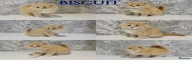 Biscuit