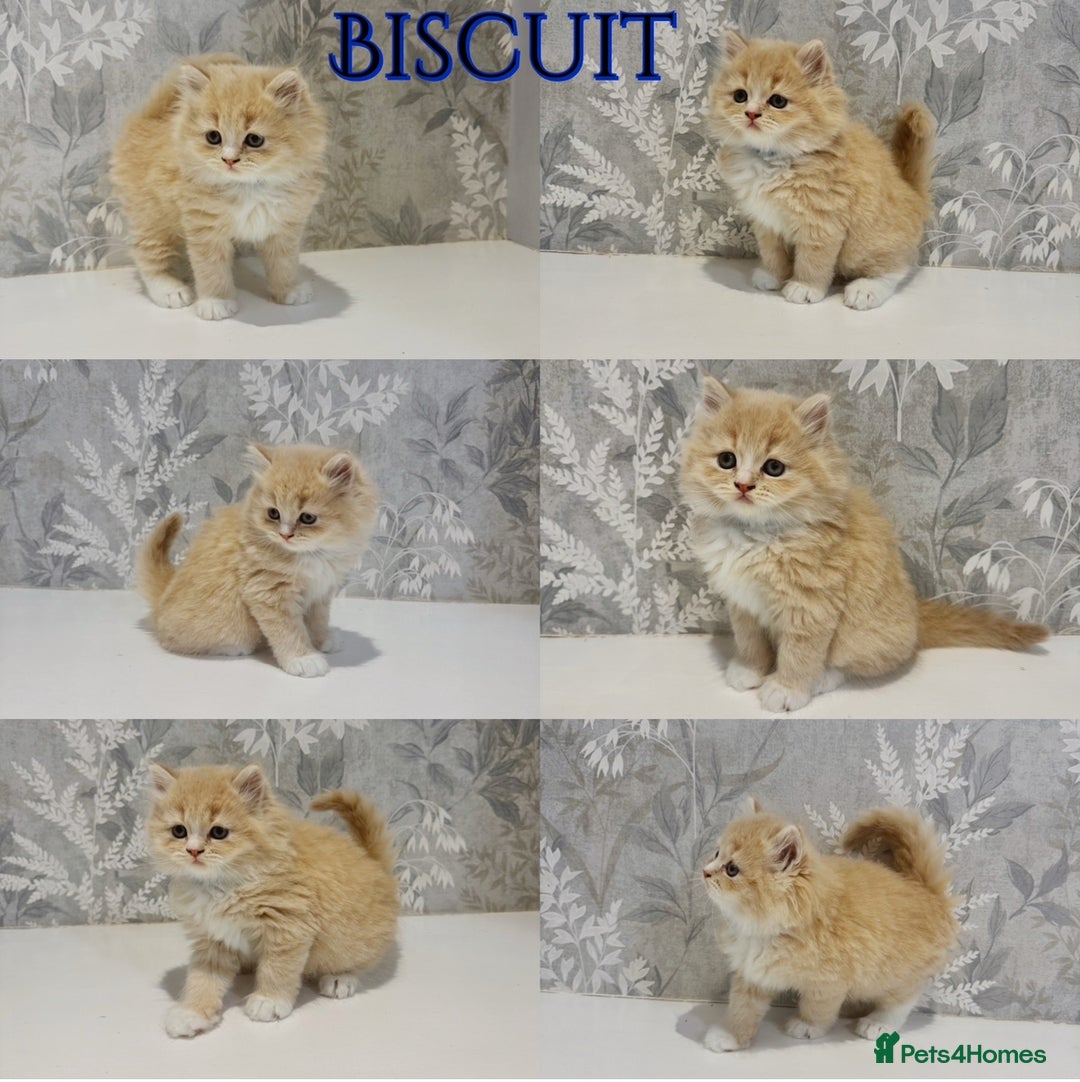 Persian cats for sale: Pure Breed Doll Faced Persian Kittens –Home Raised - Advert 3