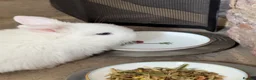 Mini Lop rabbits for sale: Pedigree White Blue Eyed (BEW) - mini lop bunnies - Advert 2