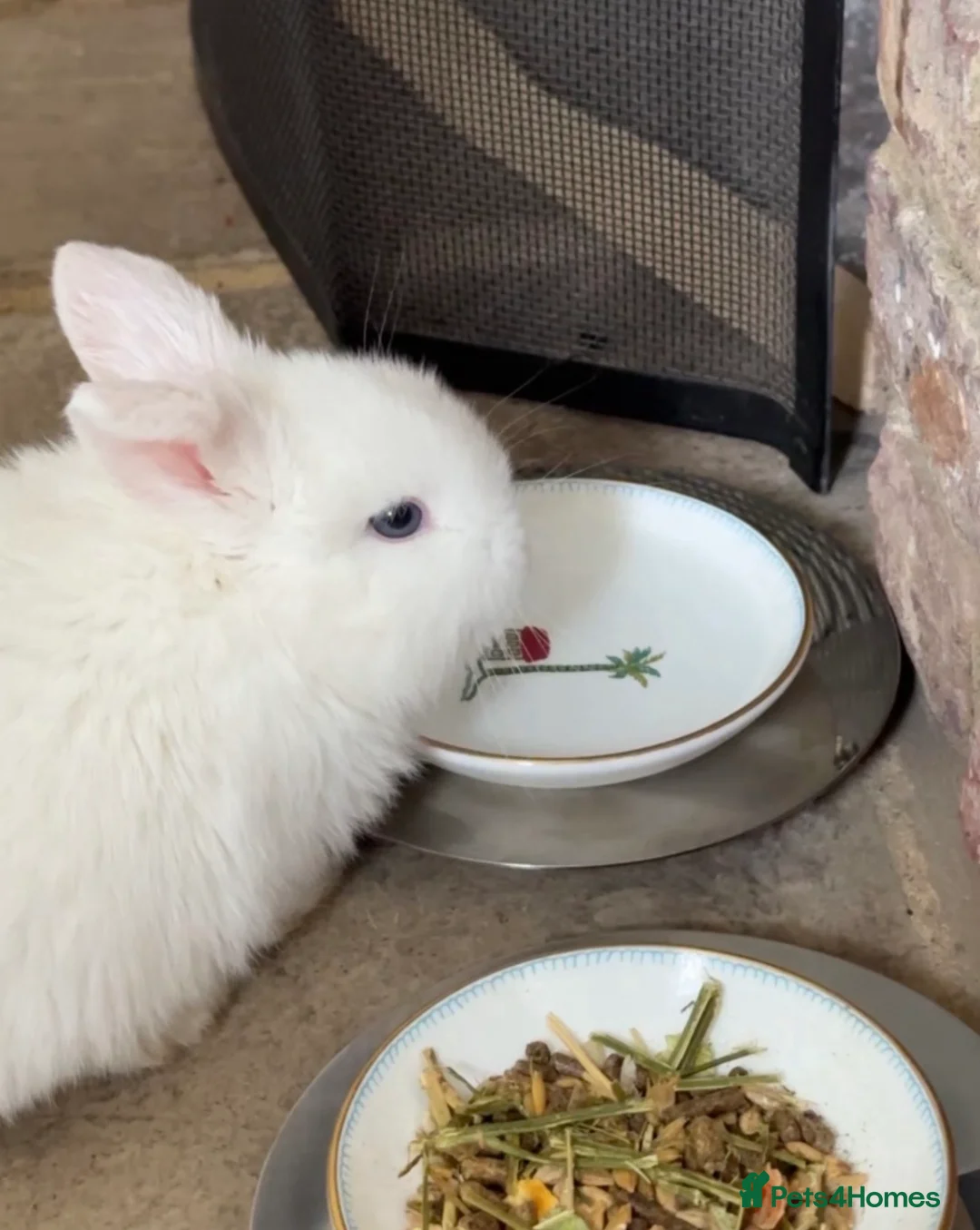 Mini Lop rabbits for sale: Pedigree White Blue Eyed (BEW) - mini lop bunnies - Advert 2