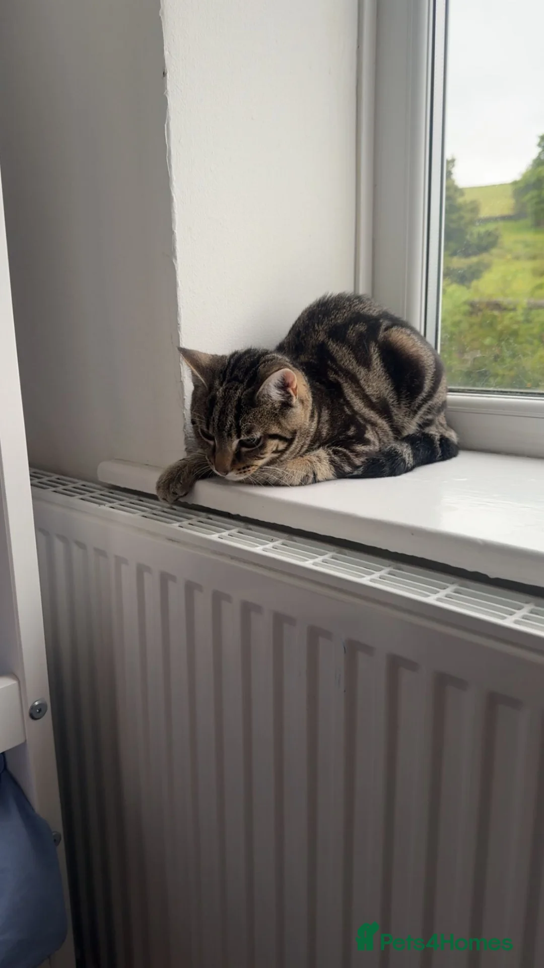 Mixed Breed cats for sale: Free to Loving, Responsible Home. in Nelson - Advert 2