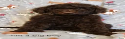 Labradoodle dogs for stud: Hypoallergenic Health Checked Labradoodle PROVEN  - Advert 20