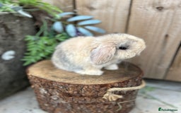 Mini Lop rabbits for sale: ⭐️ FRIENDLY PUREBRED MINI LOP BUNNIES ⭐️ - Image 14