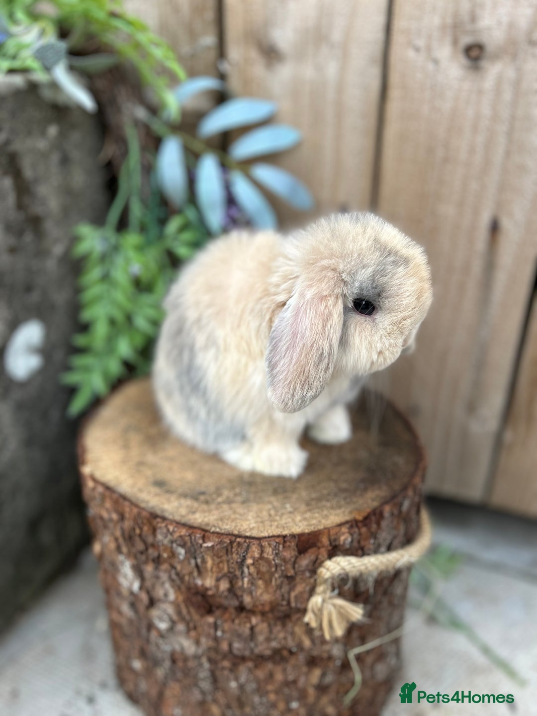Mini Lop rabbits for sale: ⭐️ FRIENDLY PUREBRED MINI LOP BUNNIES ⭐️ - Image 14