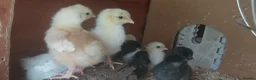 Chickens poultry for sale: 9 Mixed Breed Chicks - Advert 2