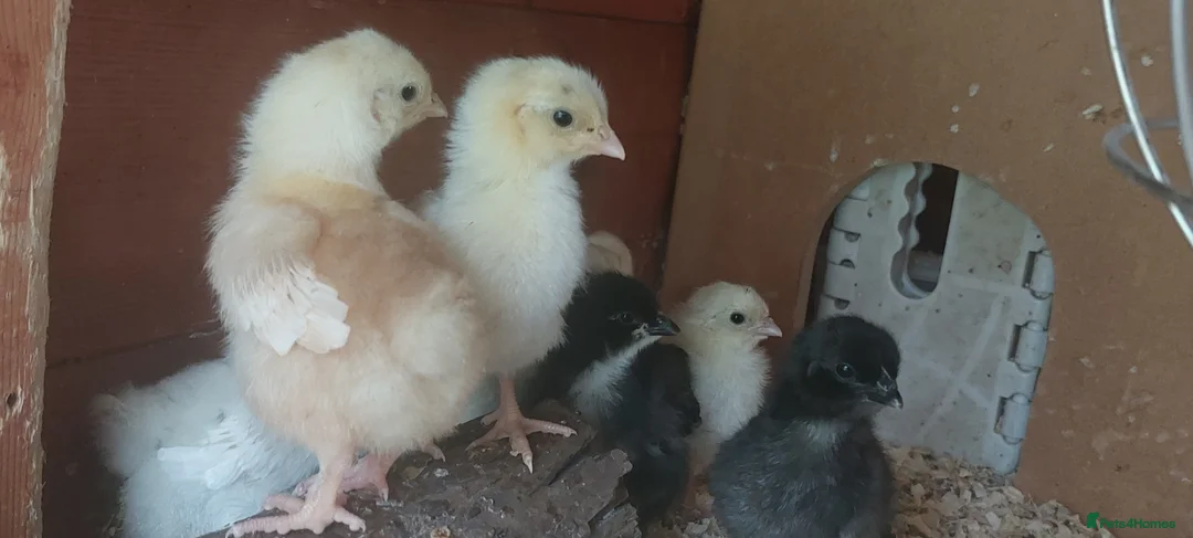 Chickens poultry for sale: 9 Mixed Breed Chicks - Advert 2