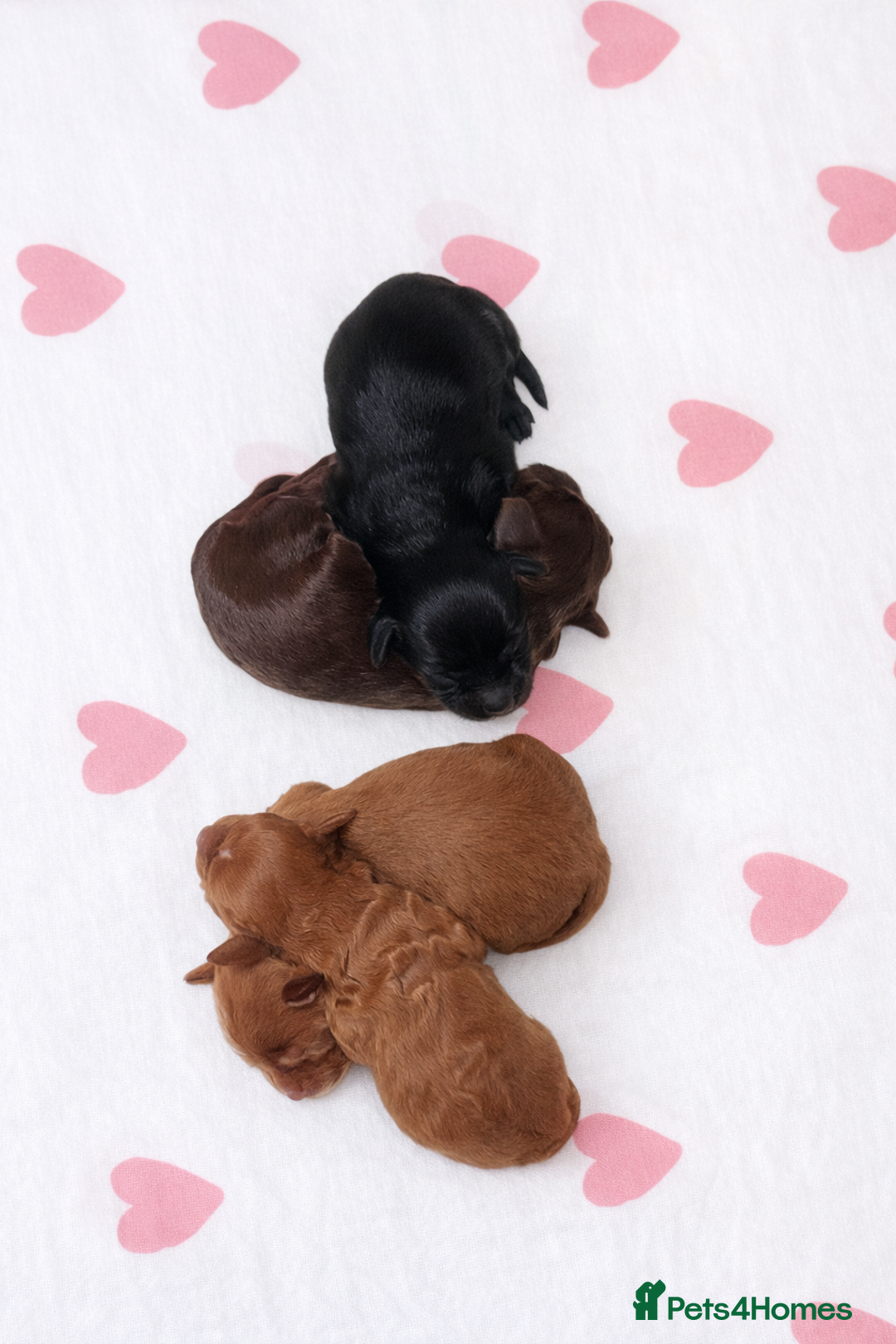 Cockapoo dogs for sale: F2 cockerpoo puppies  - Advert 26