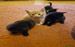 Mixed Breed cats for sale: 3 beautiful male kittens for sale  - Image 2