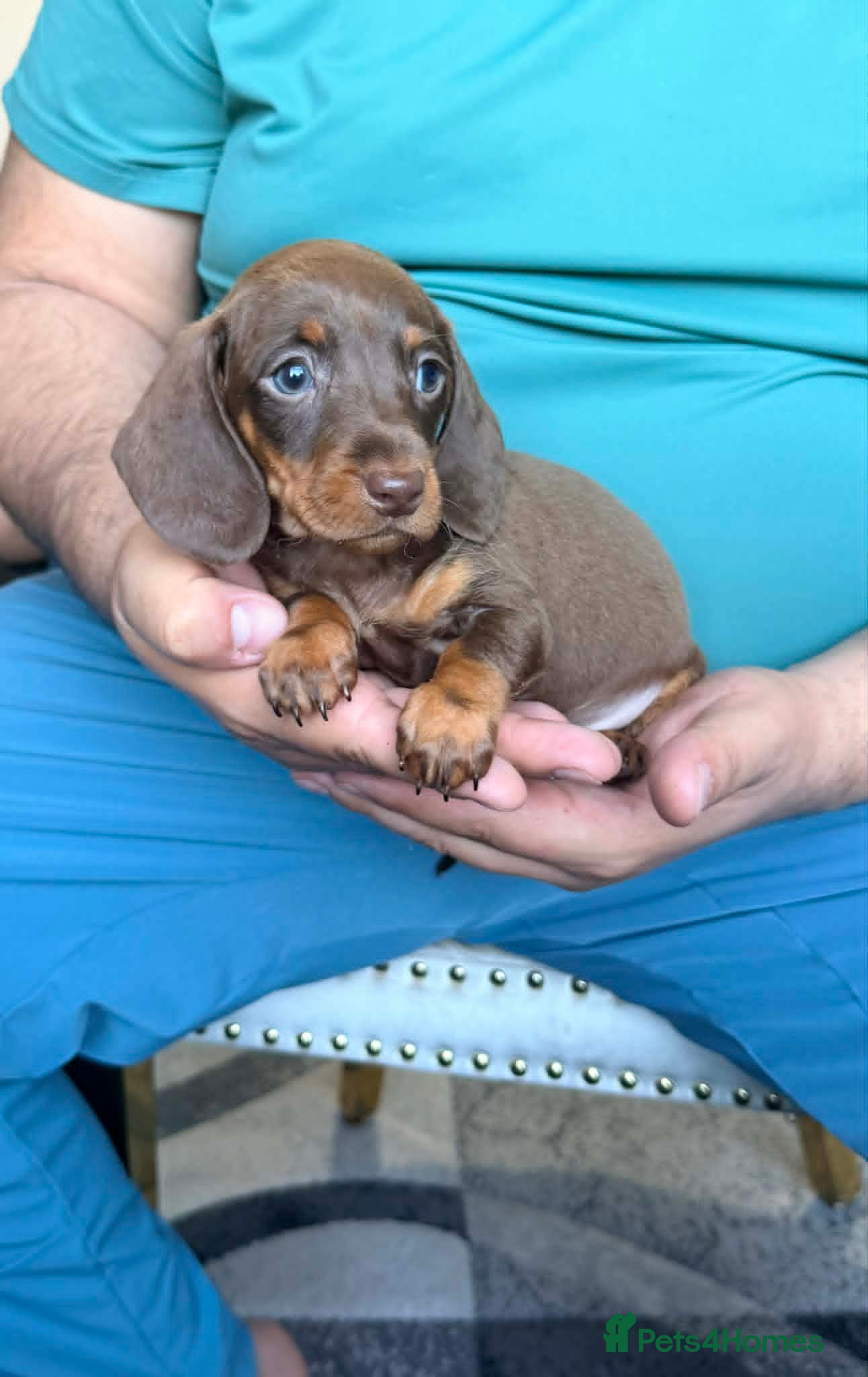 Miniature Dachshund dogs for sale: Miniature Dachshund puppies - Advert 2
