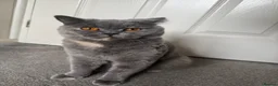 British Shorthair cats for sale: British Shorthair  - Advert 3
