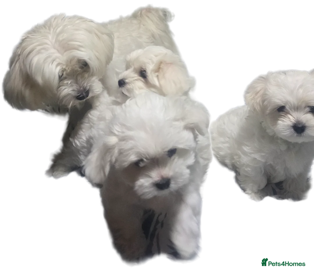 Maltese dogs for sale: Beautiful Maltese puppies  in Portsmouth - Advert 2