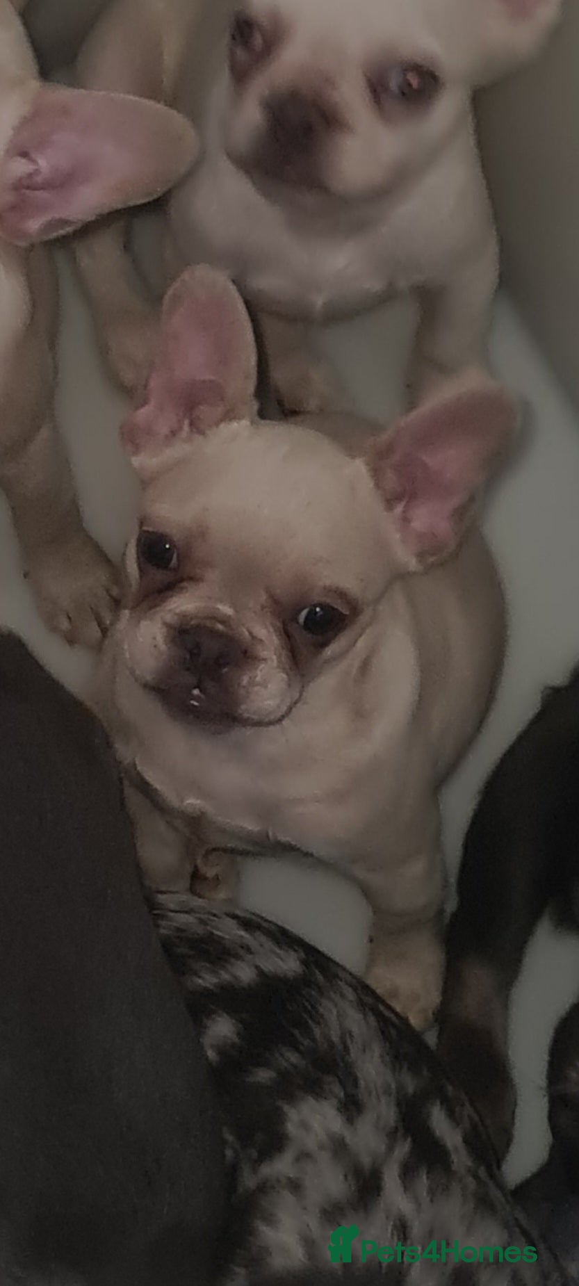 French Bulldog dogs ✨ Enchanted Frenchie Puppies Ready Now! ✨ - Advert 5