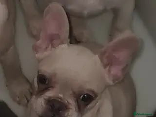 French Bulldog dogs ✨ Enchanted Frenchie Puppies Ready Now! ✨ - Advert 5