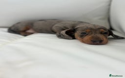 Miniature Dachshund dogs for sale: Beautiful babies - Image 8