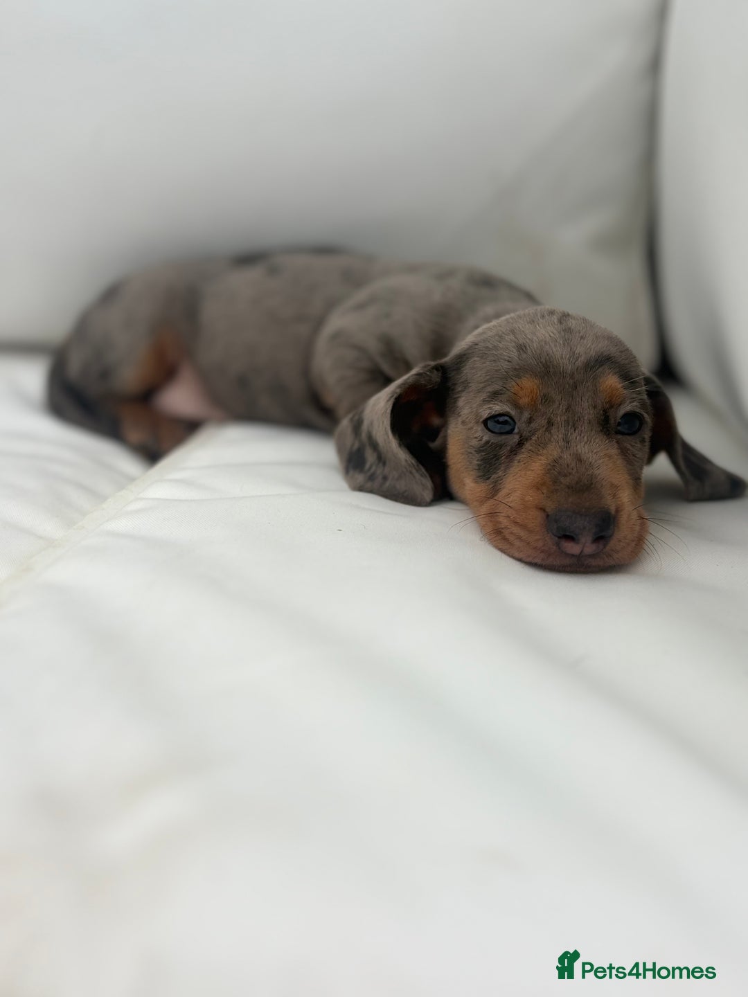 Miniature Dachshund dogs for sale: Beautiful babies - Image 8