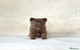 Chow Chow dogs for sale: Stunning Exotic colour chowsky puppies for sale  - Image 23