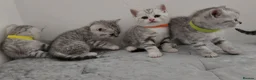 British Shorthair cats for sale: 🏆 Silver British Shorthairs pedigree 🏆  - Advert 17