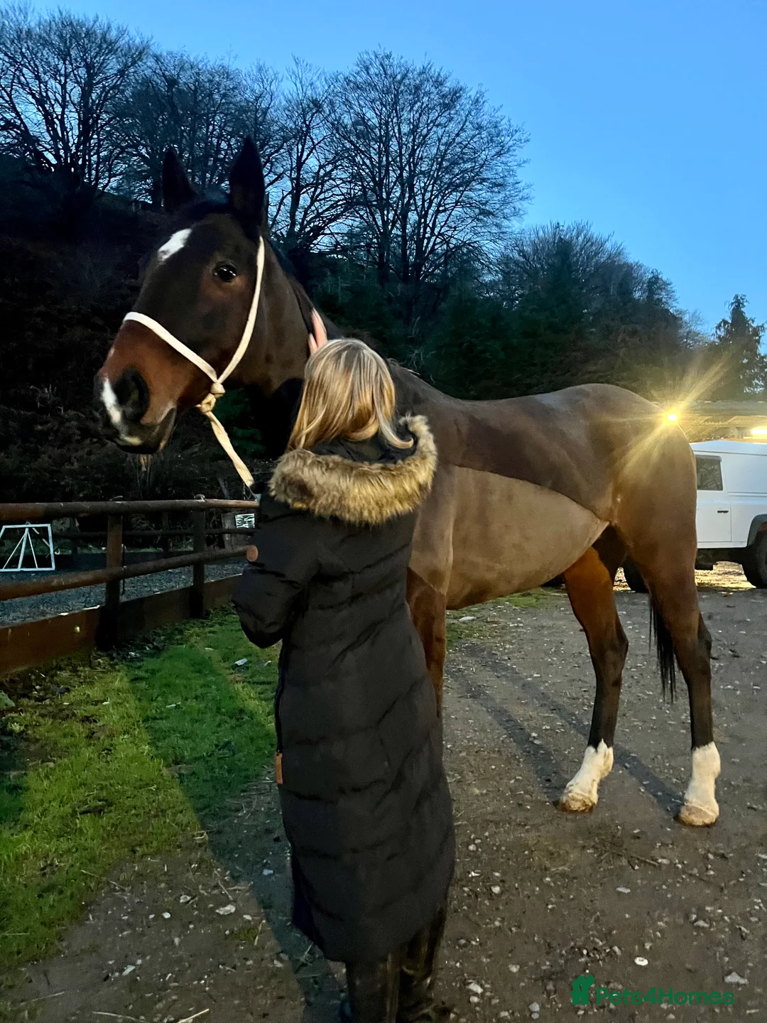 English Thoroughbred horses for sale: Beautiful 16.1hh thoroughbred mare *£2250(ono)* - Advert 4